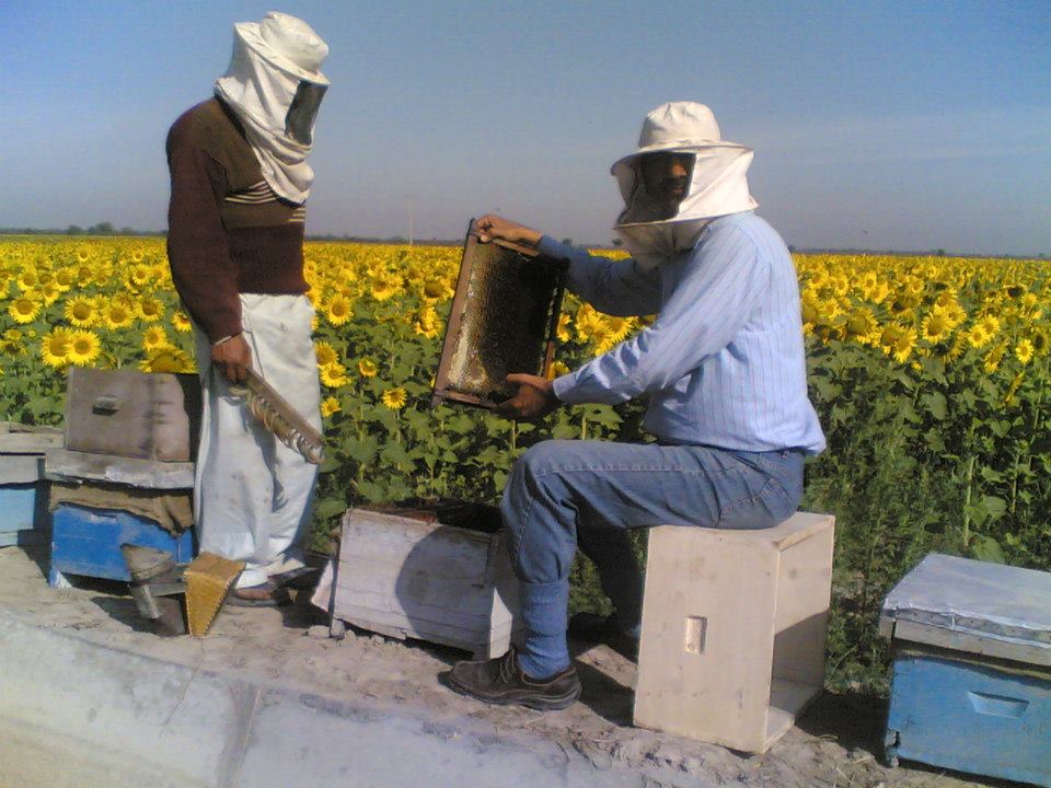 Shah Farms beekeepers inspecting a honeycomb frame - how real honey is verified at the source