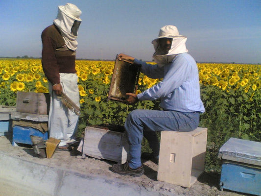 Shah Farms beekeepers inspecting a honeycomb frame - how real honey is verified at the source