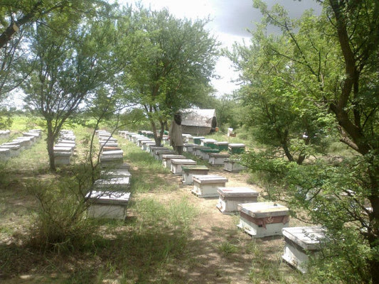 Shah Farms migratory beekeeping camp - the real work behind pure honey prices