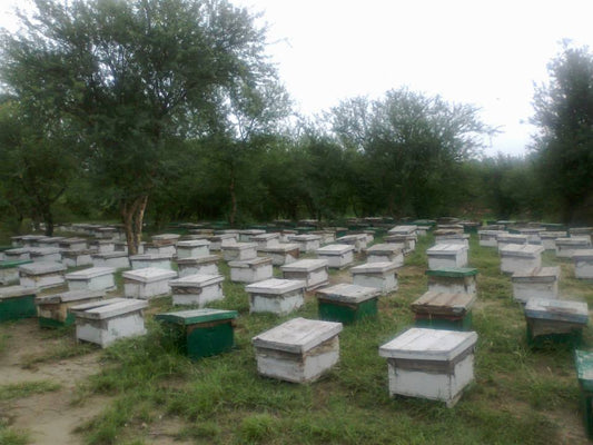 Rows of Shah Farms beehives - where raw honey actually comes from