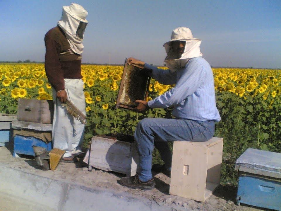 Shah Farms beekeepers at a sunflower bloom apiary - different blooms make different honeys