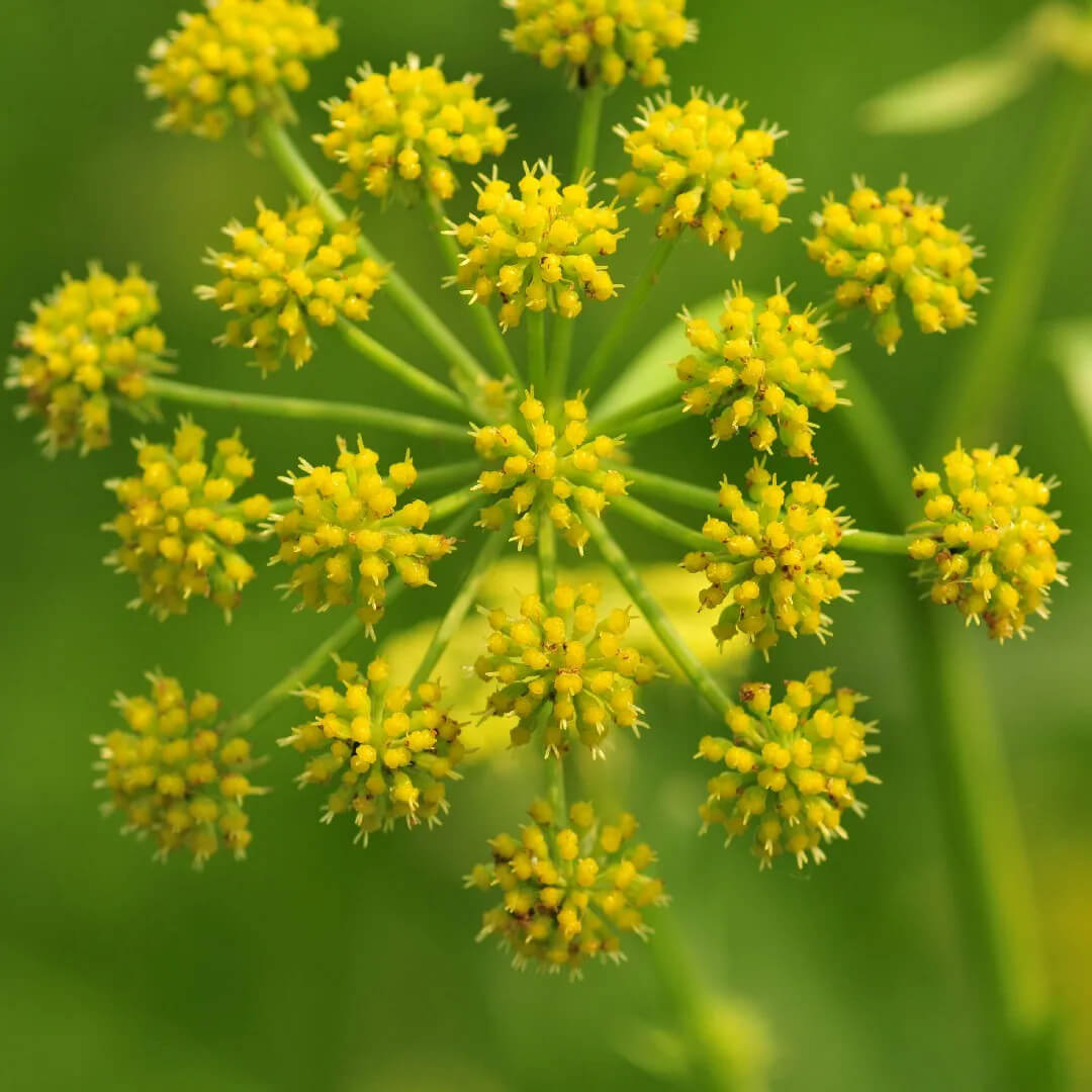 Ajwain (carom) blossom - the floral source of ajwain honey