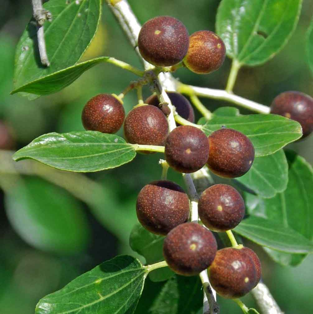 Sidr (beri) fruit on the tree - source of sidr honey in Pakistan