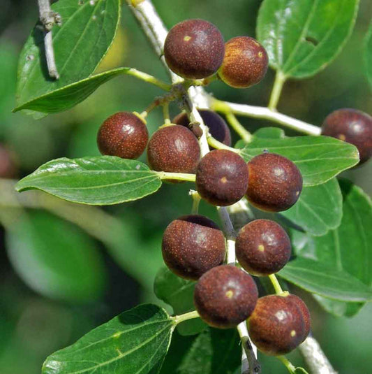 Sidr (beri) fruit on the tree - source of sidr honey in Pakistan